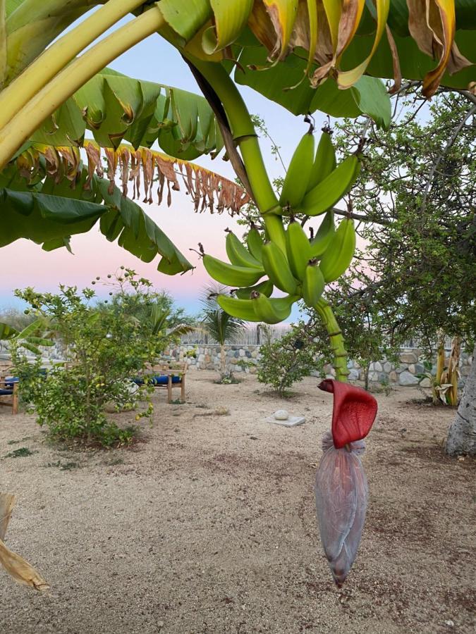 Casa Kinga Barriles Daire Los Barriles Dış mekan fotoğraf